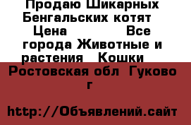 Продаю Шикарных Бенгальских котят › Цена ­ 17 000 - Все города Животные и растения » Кошки   . Ростовская обл.,Гуково г.
